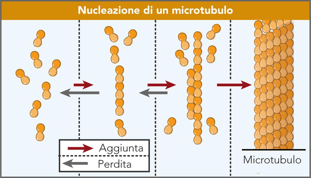 tratti infatti servono da nuclei da cui le catene possono crescere fino a formare i protofilamenti.