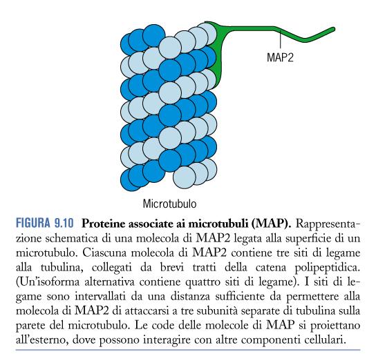 Le MAP (Microtuble Associated Proteins) sono proteine che si legano ai microtuboli,