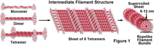 Filamenti intermedi Sono formati da proteine fibrose di varie proteine tra cui la cheratina e vimentina.