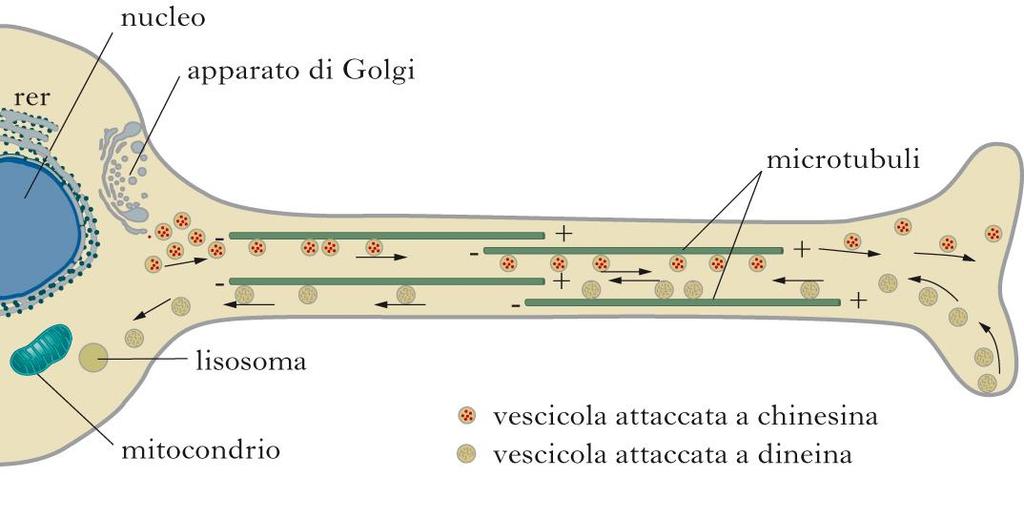 Chinesina Dineina (+) Anterogrado (-) Retrogrado - Chinesina.