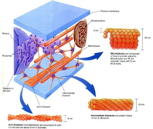 deformazione Microfilamenti (actina) Filamenti Intermedi (varie