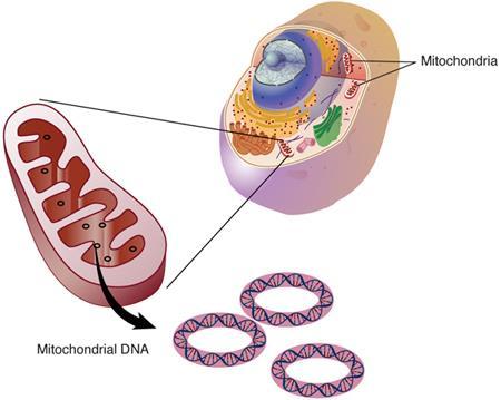DNA Mitocondriale Il DNA mitocondriale, abbreviato in mtdna (dall'inglese mitochondrial DNA), è il DNA collocato nei mitocondri.