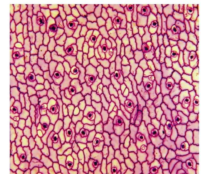 TESSUTI MERISTEMATICI Cellule non