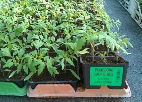 F1 Piante resistenti alla VIROSI TOMATO SPOTTED WILT VIRUS -TSWV- PIANTE