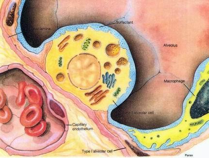 Diffusione alveolo-capillare del CO Il processo di diffusione dell O 2 e della CO 2 dall ambiente alveolare al sangue capillare e viceversa si sviluppa attraverso la membrana