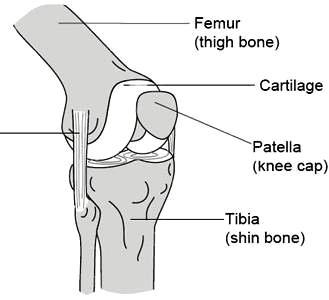 femore cartilagine