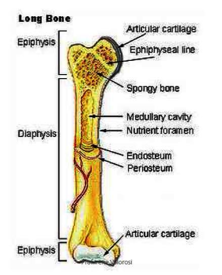 Struttura di un osso lungo Nelle ossa lunghe, la diafisi è come un cilindro cavo con una parete di osso compatto e un'ampia cavità midollare centrale contenente il midollo osseo.