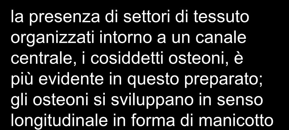 organizzazione dell osso compatto la presenza di settori di tessuto organizzati intorno a un canale centrale, i