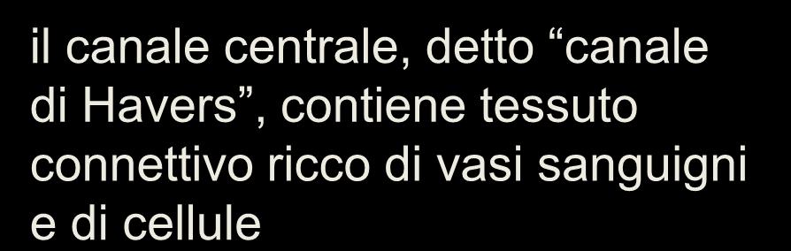 il canale centrale, detto canale di Havers, contiene