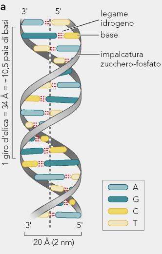 La doppia elica del DNA Il DNA ha una struttura a doppia elica: i due filamenti elicoidali si avvolgono attorno ad un asse centrale e sono tenuti insieme mediante appaiamento tra basi I due filamenti