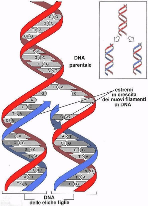 La replicazione semiconservativa del DNA Durante la replicazione del DNA, i due filamenti che costituiscono la doppia elica sono srotolati da un enzima chiamato elicasi e ciascuno dei due filamenti