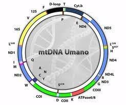 Genoma mitocondriale E' una molecola di DNA circolare di circa 16000 nucleotidi, presente in copie