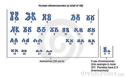 Il Genoma nucleare Il genoma umano Contiene circa 3x10 9 nucleotidi organizzati in Cromosomi Le cellule somatiche sono diploidi, contengono cioè due copie di ciascun cromosoma: 22 coppie di autosomi