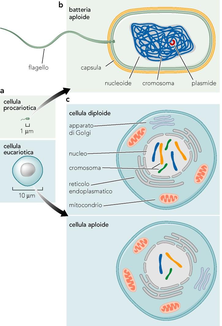 Il genoma è organizzato in Cromosomi Nelle cellule il DNA è associato a proteine formando un complesso denominato cromosoma.