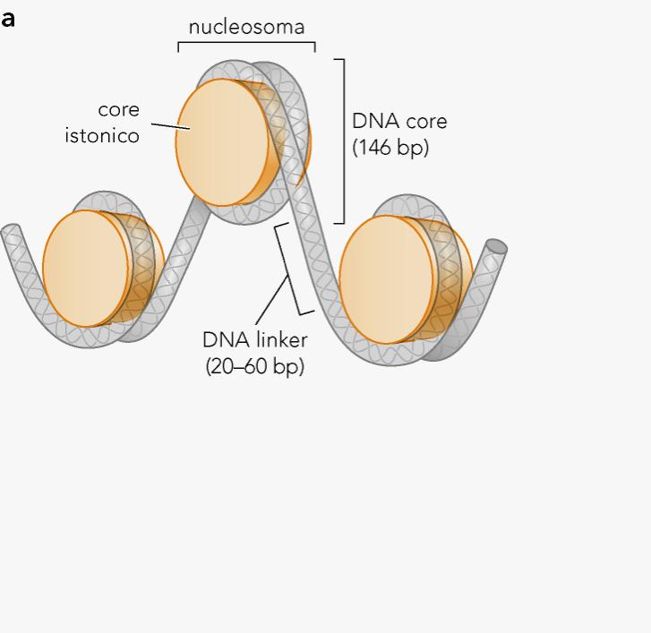 La cromatina 147 pb La cromatina è formata da DNA avvolto su gruppi di proteine dette istoni, formando il nucleosoma. Avvolgimento di 1.
