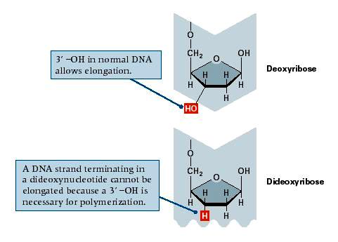I ddntps si differenziano dai dntp per l'assenza del gruppo idrossilico sul carbonio 3' della molecola.