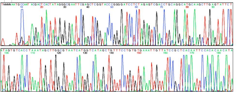 Sequenziamento automatico del DNA Printout da un sequenziatore automatico Ogni ddntp è marcato con un fluorocromo diverso I colori sono generati dalla