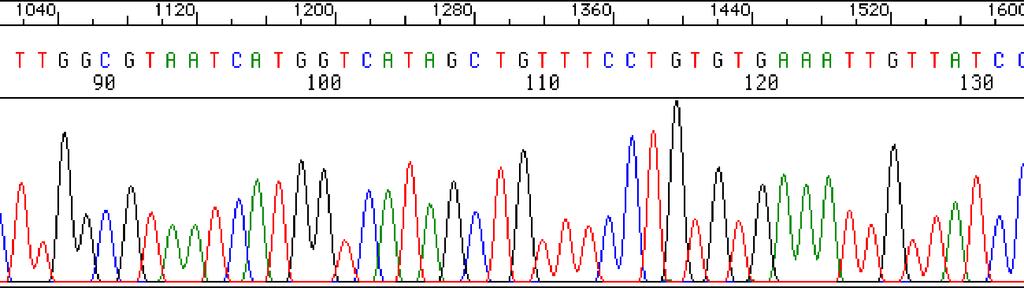 Sequenziamento automatico del DNA Printout da un sequenziatore automatico I colori sono generati dalla macchina