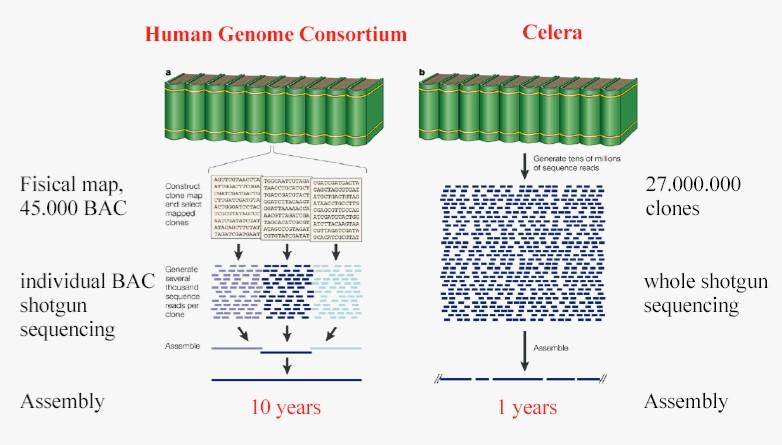 Strategie per il sequenziamento del genoma umano Human Genome