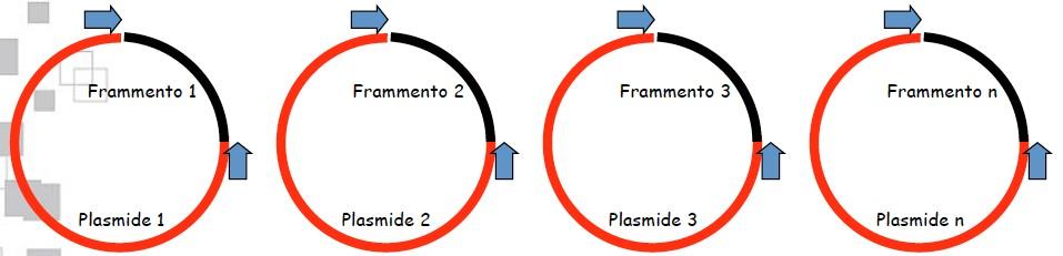 2. Clonaggio dei frammenti in vettore plasmidico