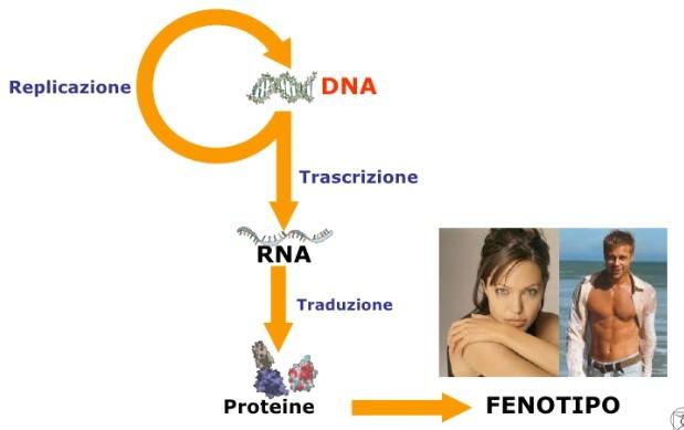 Dal Genoma all Organismo L informazione racchiusa nel DNA è