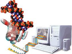 La Bioinformatica La ricerca nel settore della Bioinformatica si occupa quindi di sviluppare gli approcci più appropriati per: collezionare i dati biologici in apposite banche dati, sviluppare
