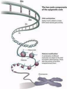 Regolazione Epigenetica La regolazione epigenetica indica un meccanismo di controllo dell espressione dei geni che non è dipendente dalla sequenza del DNA.