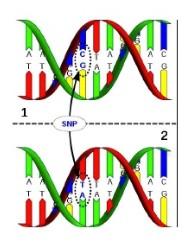 La variabilità genetica La maggior parte delle differenze tra individui sono rappresentate da cambiamenti di singole basi nella sequenza