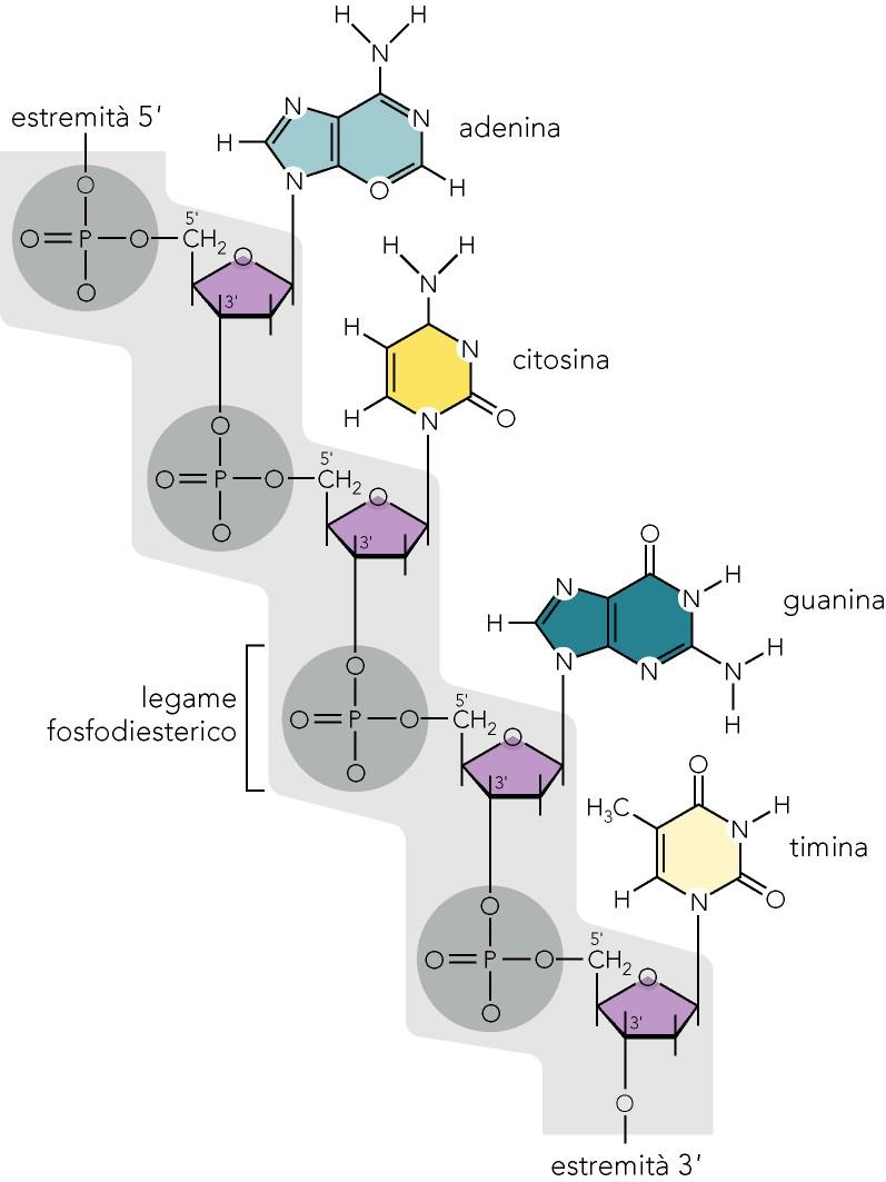 La catena polinucleotidica del DNA I nucleotidi sono legati tra loro a formare una catena polinucleotidica da legami fosfodiesterici.