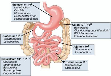 Il microbioma intestinale Microbioma intestinale 2 kg di microorganismi interagiscono su 300mq di intestino (quasi un campo da tennis) Inizia a formarsi alla nascita Il parto e