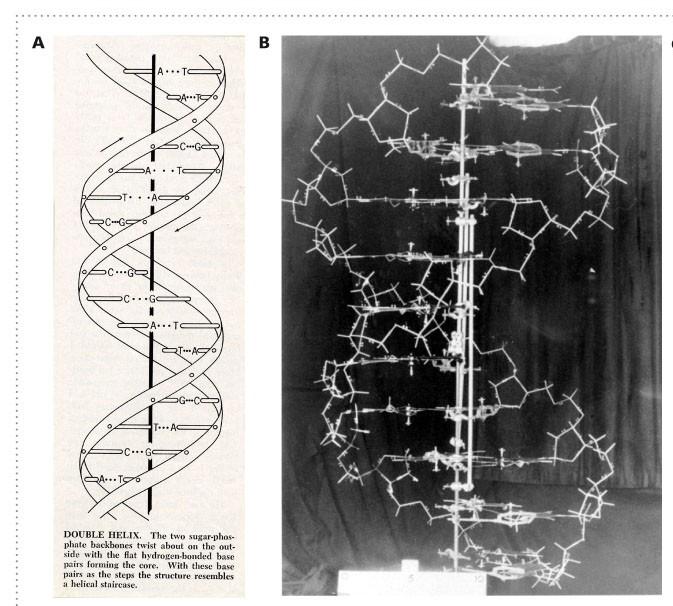 La struttura del DNA James Watson e Francis Crick nel 1953 dedussero, anche grazie agli studi condotti da Rosalind