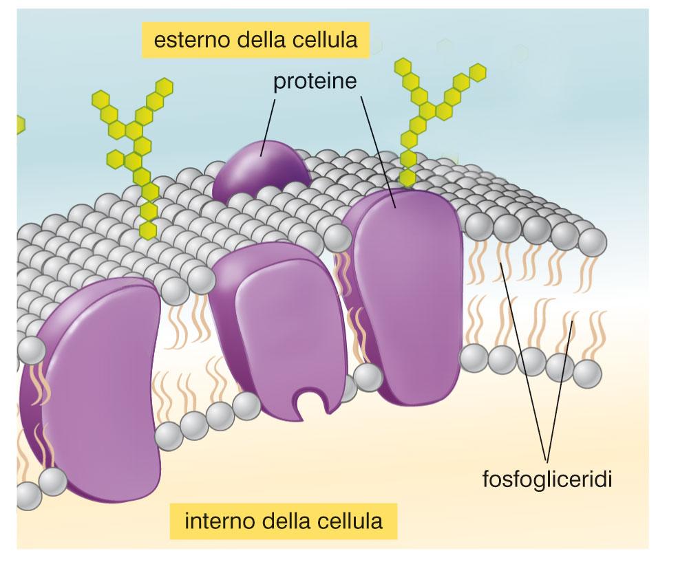membrane cellulari hanno come