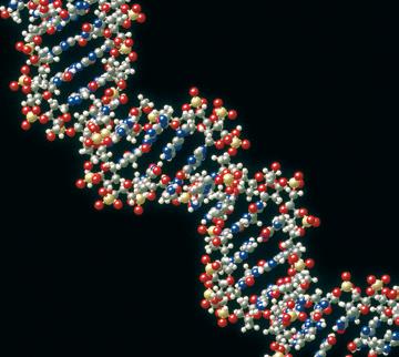 Gli acidi nucleici portano l informazione genetica (I) Gli acidi nucleici sono: il DNA o acido desossiribonucleico; l RNA o acido