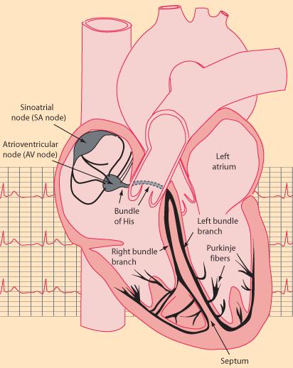 Stimolazione artificiale del cuore Il ciclo del cuore: Impulso elettrico di stimolazione da parte di un gruppo di fibre