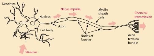 Trasmissione di un impulso nervoso lungo un assone Dendrite Nucleo Impulso nervoso Guaina mielinica Trasmissione chimica Stimolo Corpo della cellula Assone Nodi di Ranvier Terminazioni nervose dell