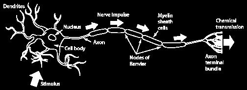 pero` nel caso della cellula nervosa presenta delle particolarita`. Sono presenti protuberanze chiamate dendriti e una struttura lunga e sottile, l assone, che sono attacchati al corpo cellulare.