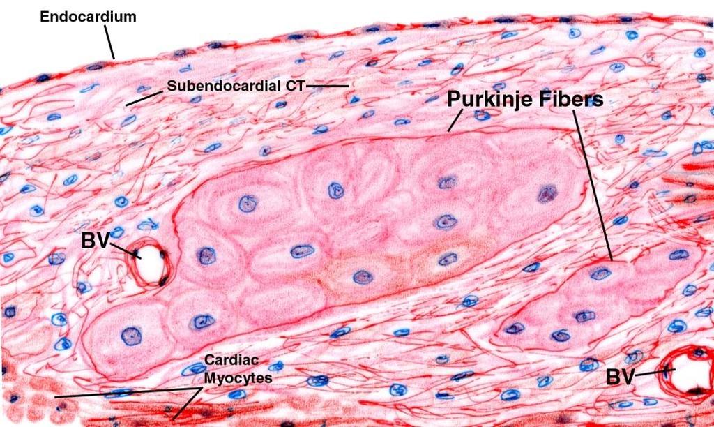 Un tipo di cellula pacemaker presente nel fascio di His e nelle sue diramazioni, è rappresentato dalle fibre di Purkinje (Johannes