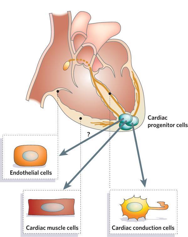 Cellule staminali cardiache Niches of CPCs in the postnatal heart may have the potential to differentiate into endothelial cells for vessel formation, cardiac muscle cells