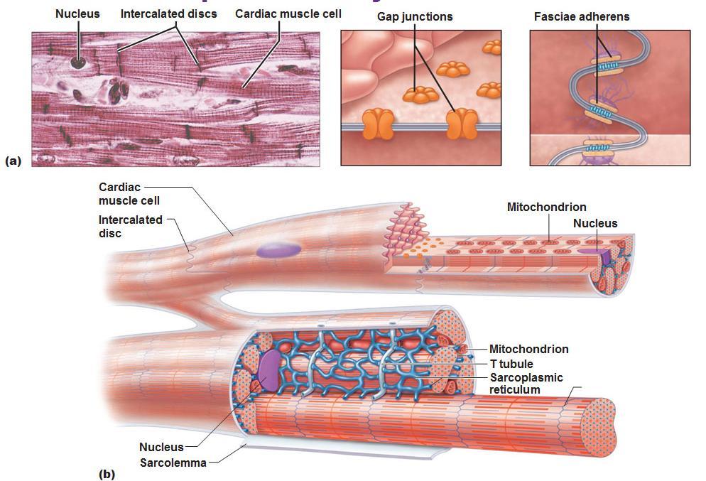 Muscolatura cardiaca Le cellule muscolari cardiache sono striate, involontarie e più corte di quelle scheletriche e spesso sono ramificate.