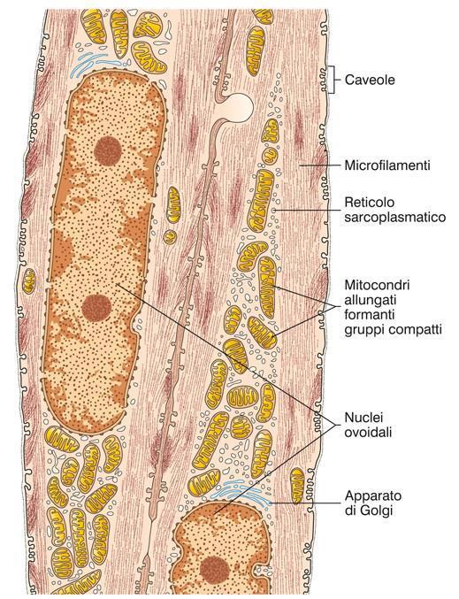 Rappresentazione schematica di due cellule muscolari lisce affiancate Si notino i nuclei ovoidali, i mitocondri