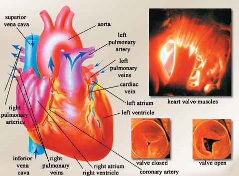 atrioventricolari) si aprono e il sangue riempie i ventricoli.