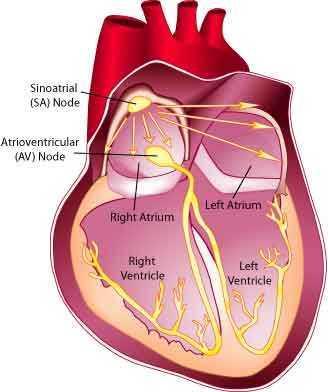 SISTEMA DI CONDUZIONE DEL CUORE FASCIO DI HIS Uno stimolo elettrico è generato dal nodo seno-atriale (SA node) che è una piccola area di tessuto specializzato localizzata nell atrio destro del cuore.