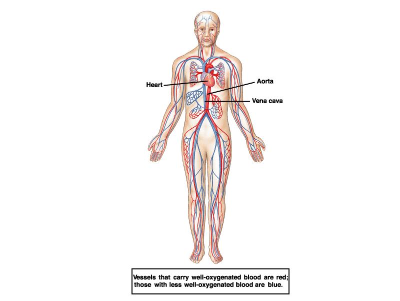 Il sistema cardiovascolare Trasporta acqua nutrienti e gas tra i vari