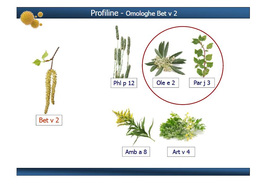 10.7 + + + GRAMINACEE OLIVO 11.