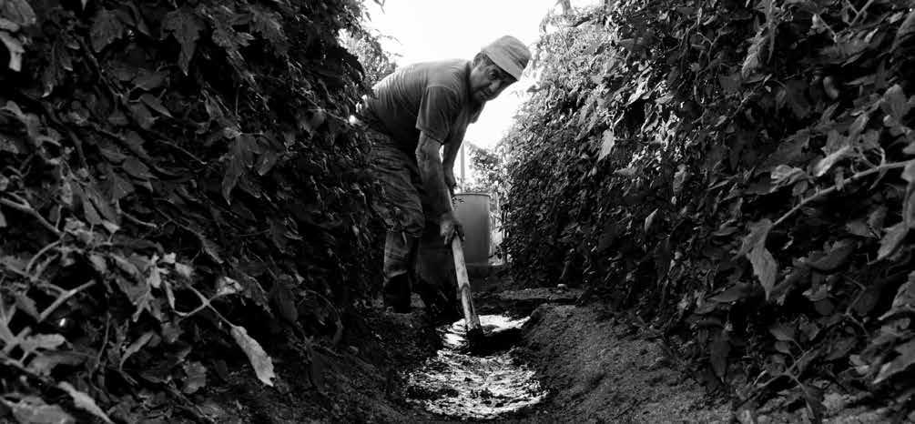 Entrare in un campo di pomodori maturi è un esperienza unica, indimenticabile.