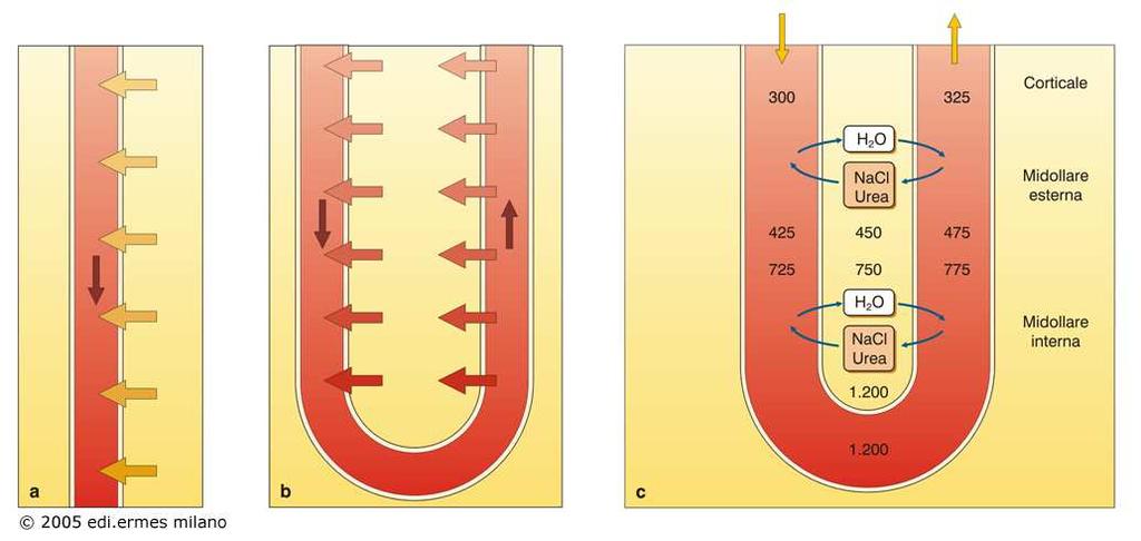 a) Il passaggio di un vaso rettilineo lungo la midollare porterebbe alla dissipazione del gradiente osmotico, perché il sangue, a causa del gradiente osmotico, acquisterebbe soluti e rilascierebbe.