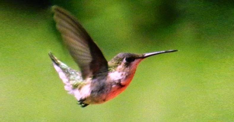 FAVOLA AFRICANA: IL COLIBRÌ UN UCCELLINO COLORATO, PRENDENDO DA UN FIUME UNA GOCCIA D ACQUA DOPO L ALTRA DA VERSARE SOPRA UN GRANDE INCENDIO, RIESCE A DARE L ESEMPIO COINVOLGENDO TUTTI GLI ALTRI