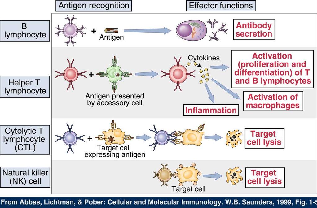 CLASSI DI LINFOCITI Riconoscimento dell antigene Funzioni effettrici Linfociti B Linfociti T helper Linfociti T citotossici (CTL) Linfociti NK