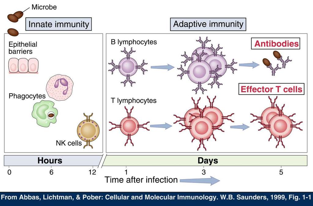 LA RISPOSTA IMMUNITARIA batteri Barriere epiteliali Immunità innata Linfociti B Immunità