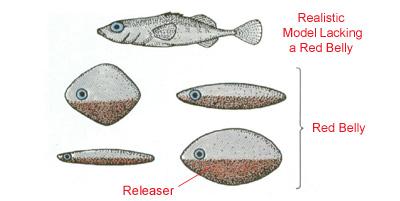 Il metodo sperimentale: un esercizio Quali variabili? Quale disegno sperimentale? Pesce Spinarello: circoscrive un territorio e attacca gli altri maschi durante l accoppiamento. Gelosia?